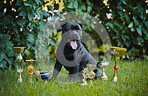 Proud dog Stafford Terrier with medals