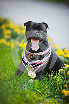 Proud dog Stafford Terrier with medals