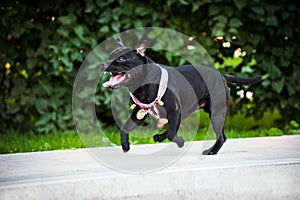 Proud dog Stafford Terrier runs with medals photo