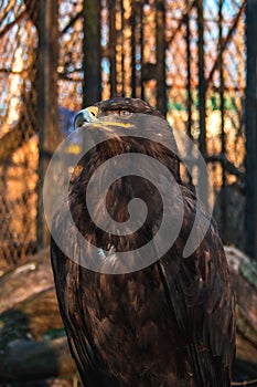 A proud eagle behind bars