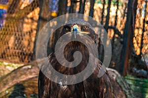 A proud eagle behind bars