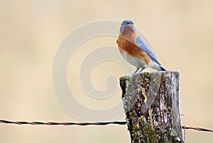 Proud Eastern Bluebird On Fence Post