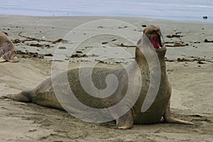 Proud Elephant Seal