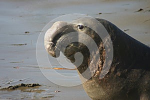 Proud Elephant Seal