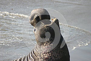 Proud Elephant Seal