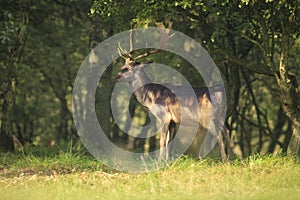 Proud Fallow Deer stag, Dama Dama, in a green forest