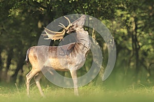 Proud Fallow Deer stag, Dama Dama, in a green forest