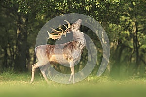 Proud Fallow Deer stag, Dama Dama, in a green forest