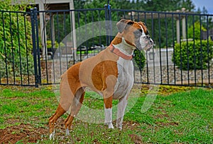 A proud female fawn boxer poses for the camera HDR.