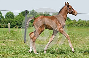 Proud foal