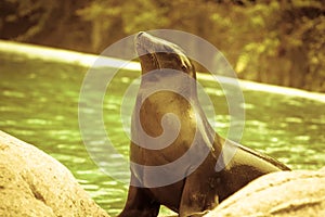 Proud fur seal near the pool at the zoo