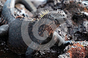 Proud Galapagos iguana