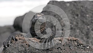 Proud Galapagos marine iguana