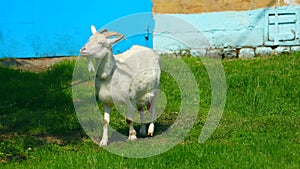 Proud goat walking in the grass. Look up.Milk white goat chews green grass in the field, full udder with milk, food for