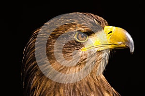 A proud golden eagle as a portrait