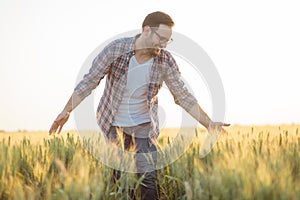 Proud happy young farmer walking through wheat field, gently touching plants with his hands