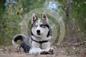 Proud Husky lying on the footpath