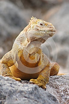Proud Iguana