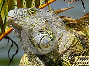 The proud Iguana resting under a palm