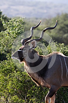 A proud Kudu bull at Shamwari game reserve