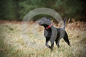 Proud Labrador in Countryside