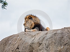 Proud lion on rock