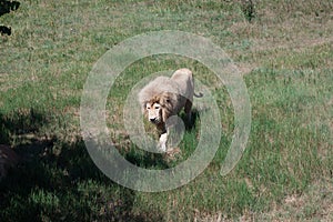 proud lion walking on the grass