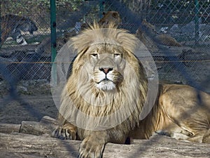 Proud lion in Zoo
