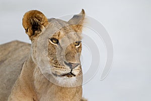 Proud Lioness