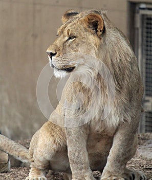 A Proud Lioness