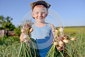 Proud little boy holding bunches of fresh onions