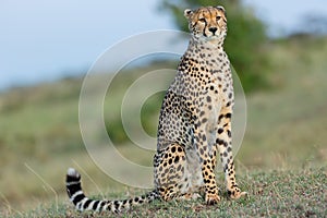 Proud Looking Cheetah, Masai Mara, Kenya photo