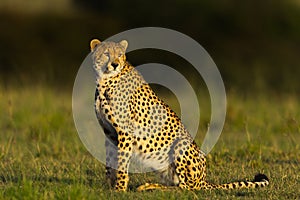 Proud Looking Cheetah Sitting In Grassland, Masai Mara, Kenya