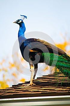 Proud peacock on the roof