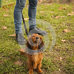 Proud and lovely dachshund lady shows how stubborn she is