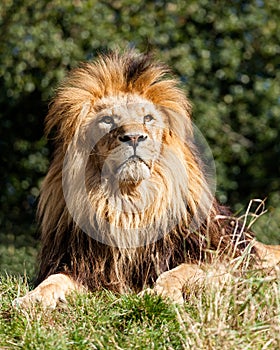 Proud Majestic Lion Sitting in Grass photo