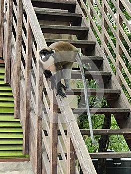 Proud monkey in Ghana on staircase