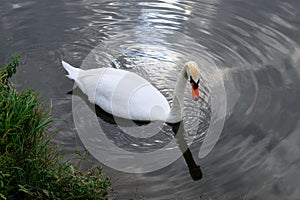 Proud mute swan and his mirror image