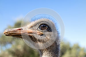 The proud ostrich photo