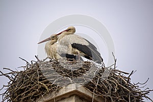 A proud pair of storks.