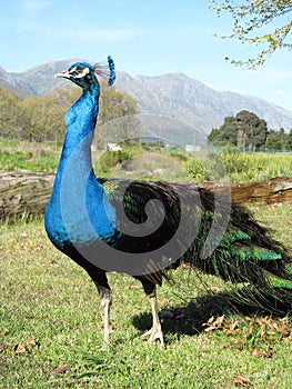 Proud Peacock