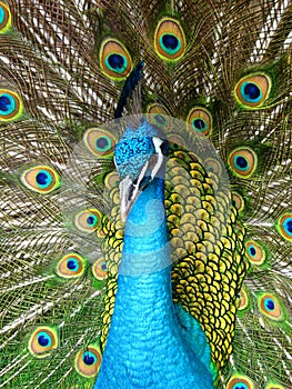 Proud Peacock