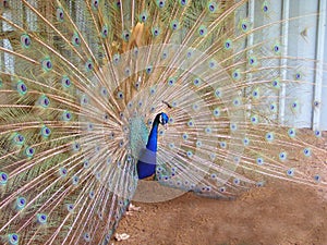 Proud Peacock