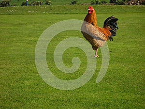 Proud peacock on a golf course