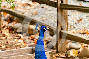 A Proud Peacock Portrait on a farm