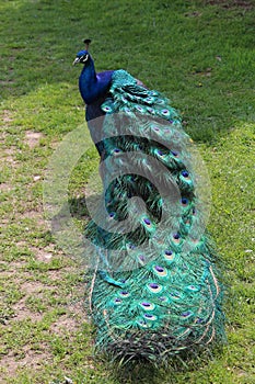 Proud peacock