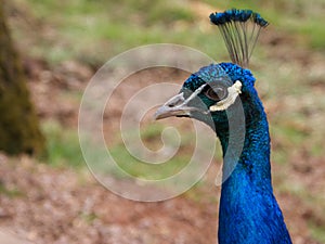 Proud Peacock shows his beautiful headdress