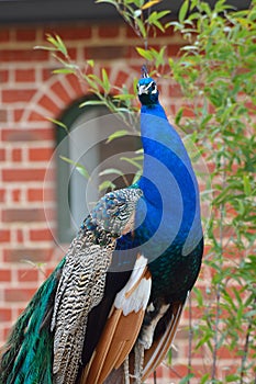 Proud Peacock standing