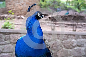 A proud peacock on top of a large granite stone.