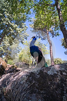 A proud peacock on top of a large granite stone.